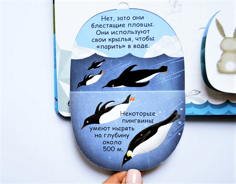 Вопросы и ответы о животных