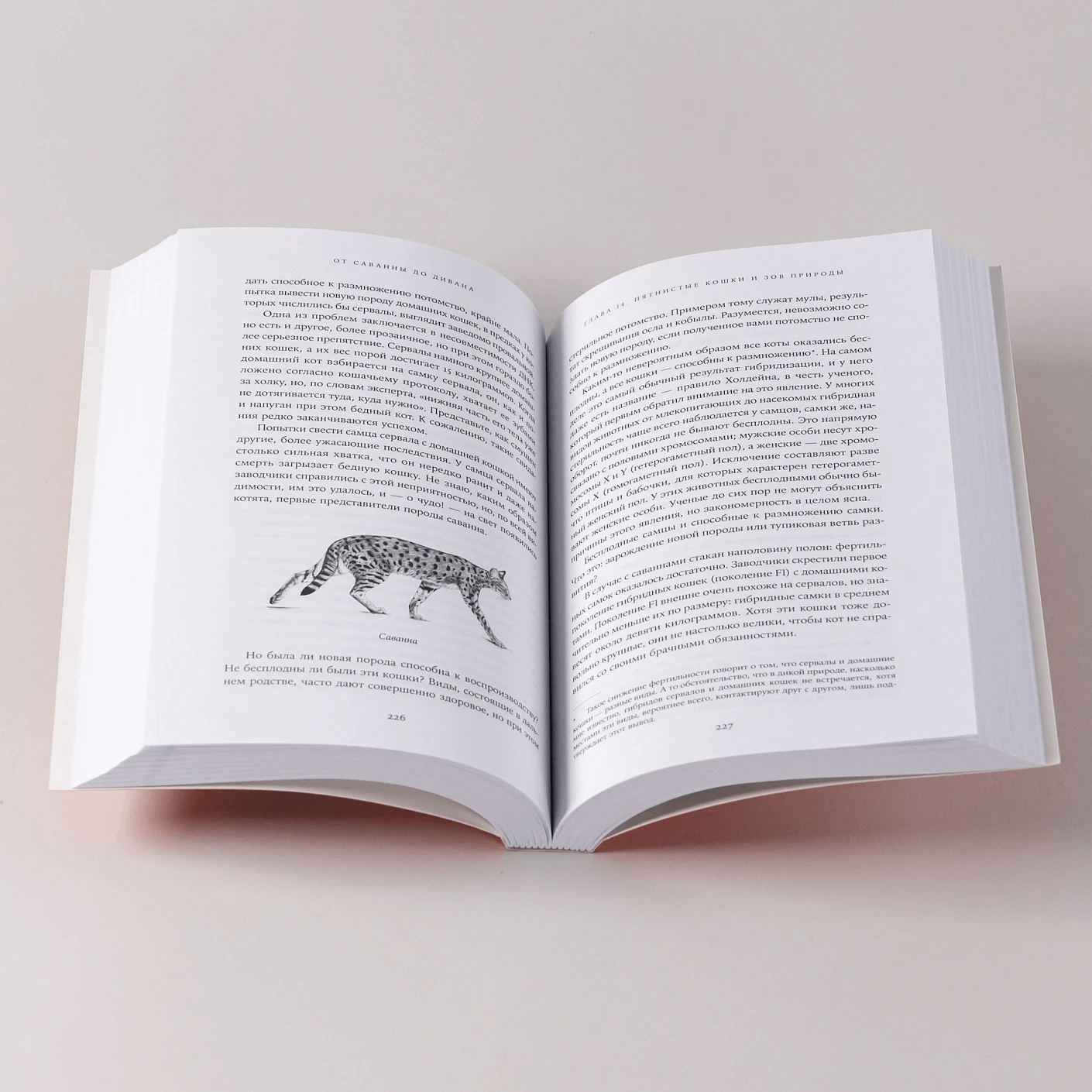 От саванны до дивана: Эволюционная история кошек