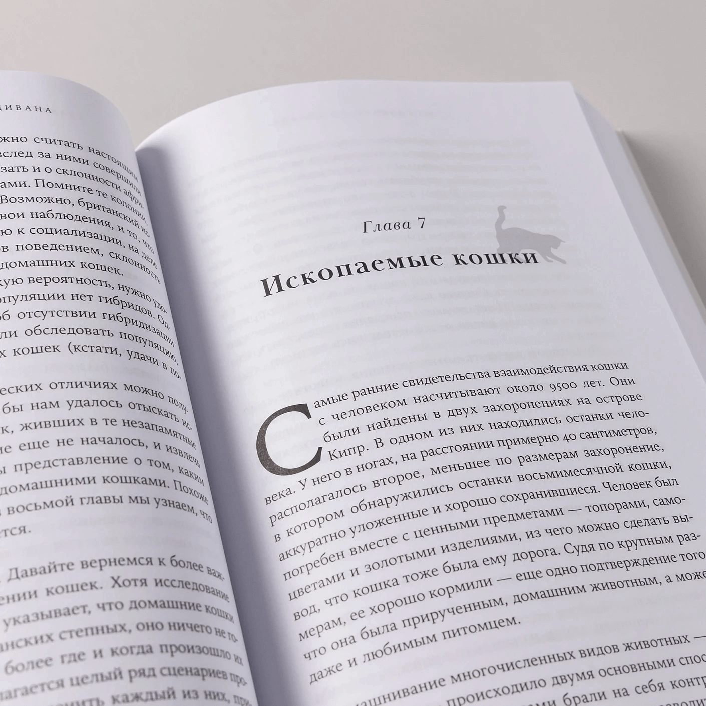 От саванны до дивана: Эволюционная история кошек