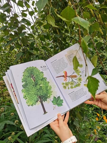 Мой гербарий. Листья деревьев