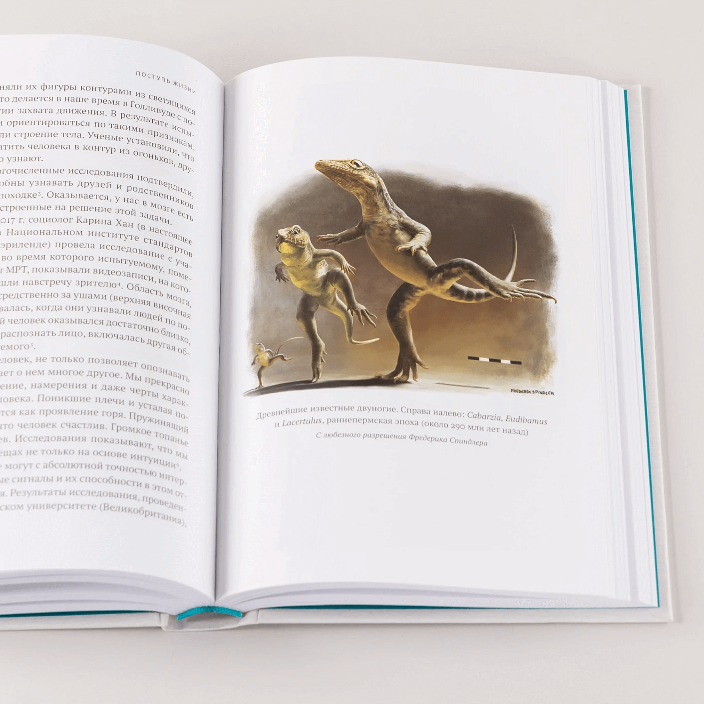 Первые шаги: Как прямохождение сделало нас людьми