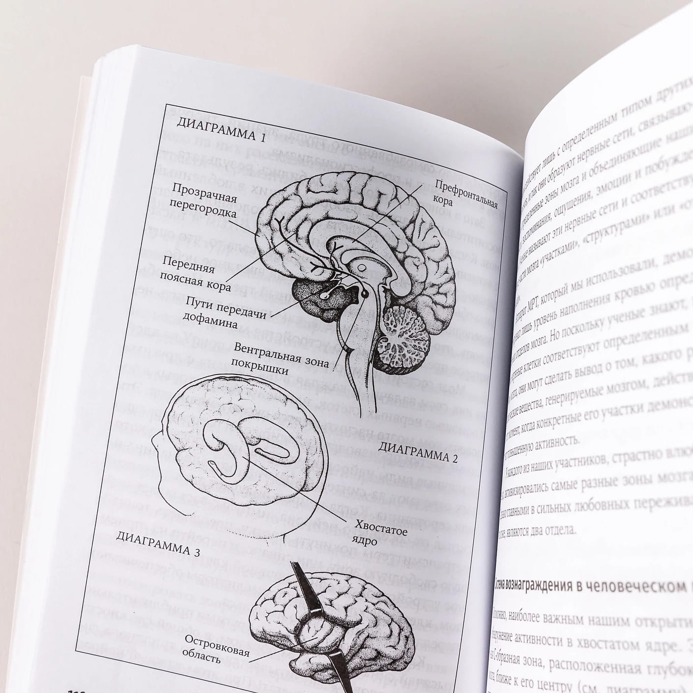 Почему мы любим: природа и химия романтической любви