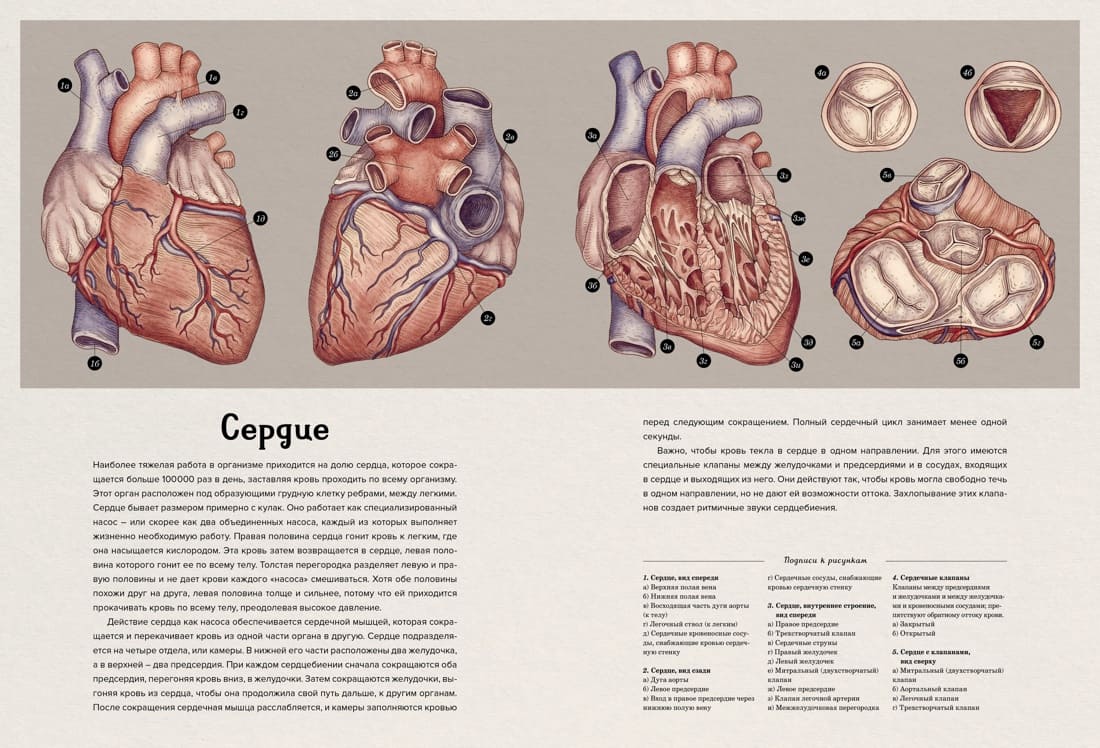 Анатомикум