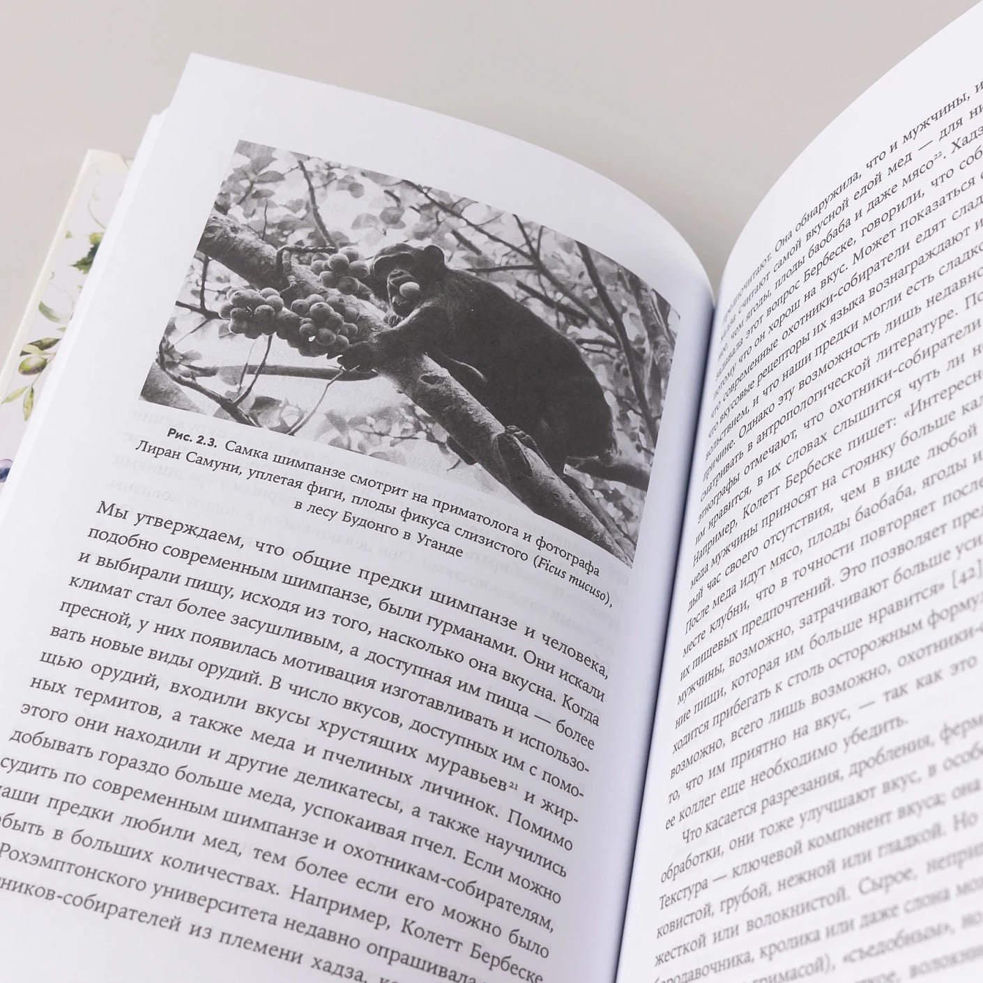 Происхождение вкусов: Как любовь к еде сделала нас людьми