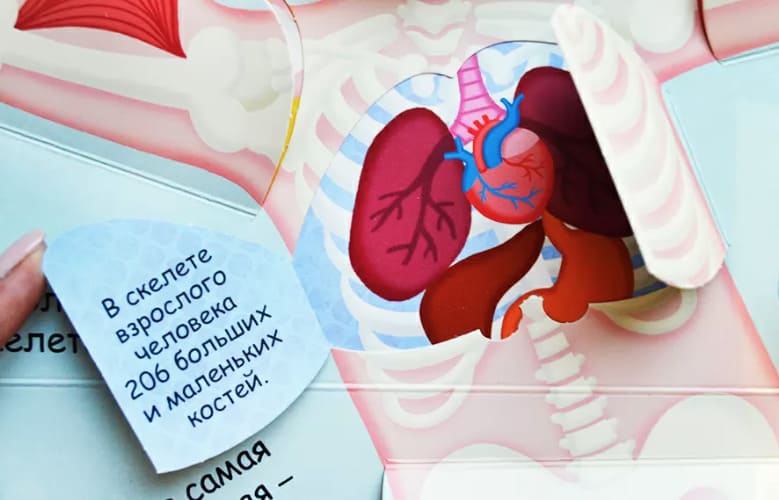 Волшебные окошки. Моё тело