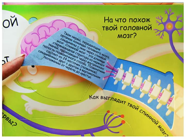 Волшебные окошки. Моё тело