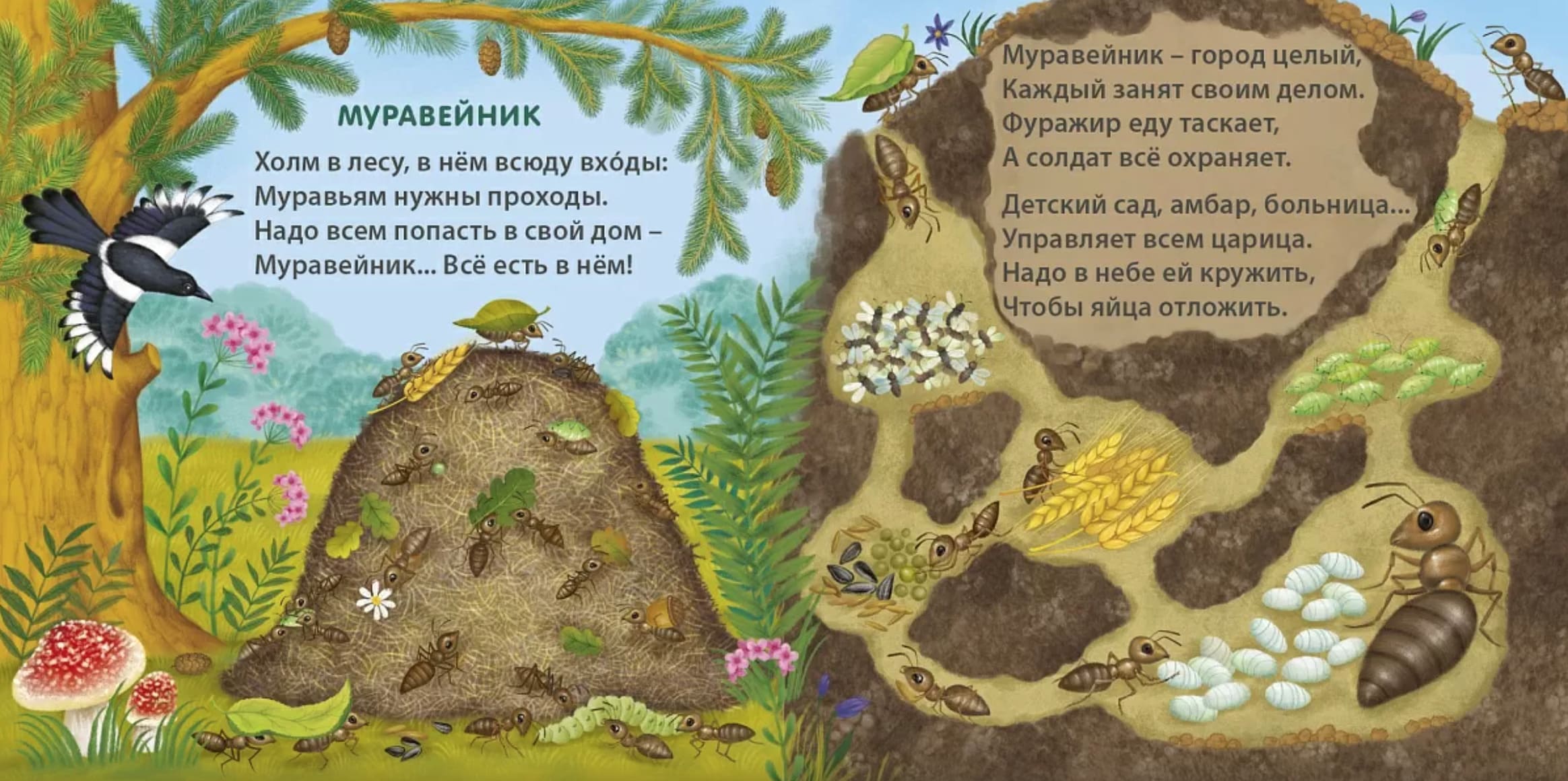 Книжки-картонки. Удивительные дома животных