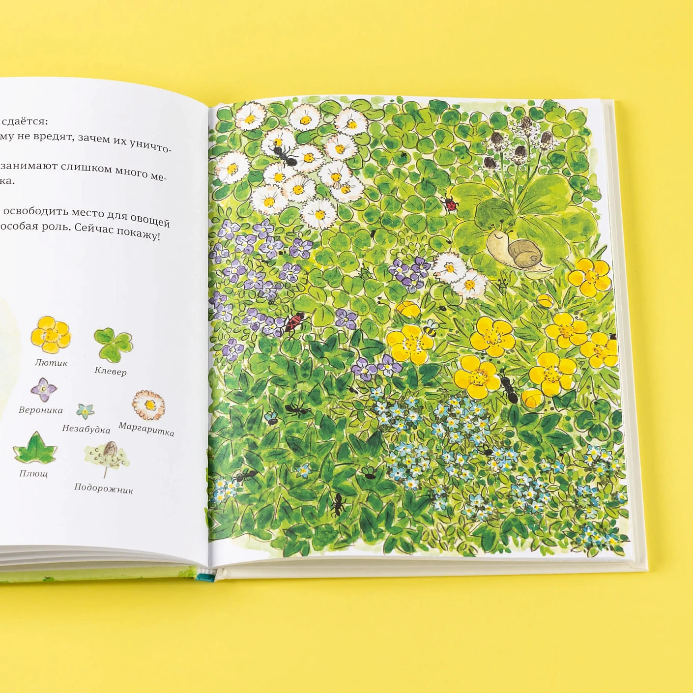 В саду Базилика. Сорняков не существует!