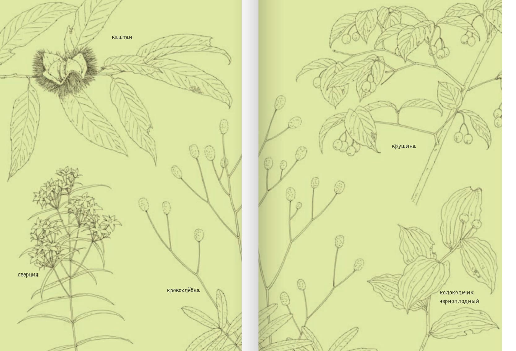 14 лесных мышей. Сладкая картошка (мини-формат)