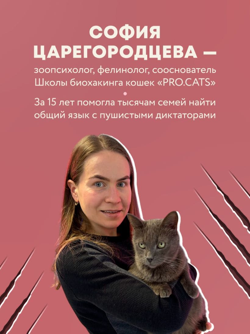 Кошачий закон и порядок. Как найти общий язык с кошкой и не стать жертвой её капризов