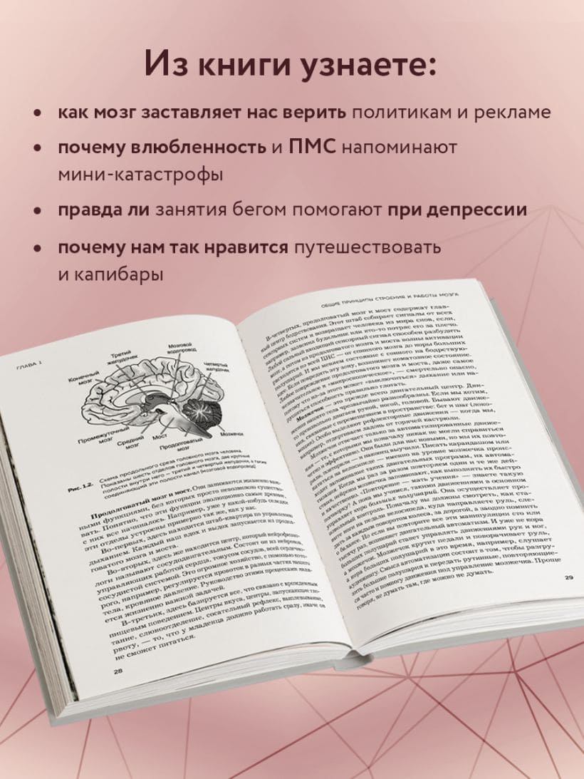Мозг и его потребности 2.0. От питания до признания