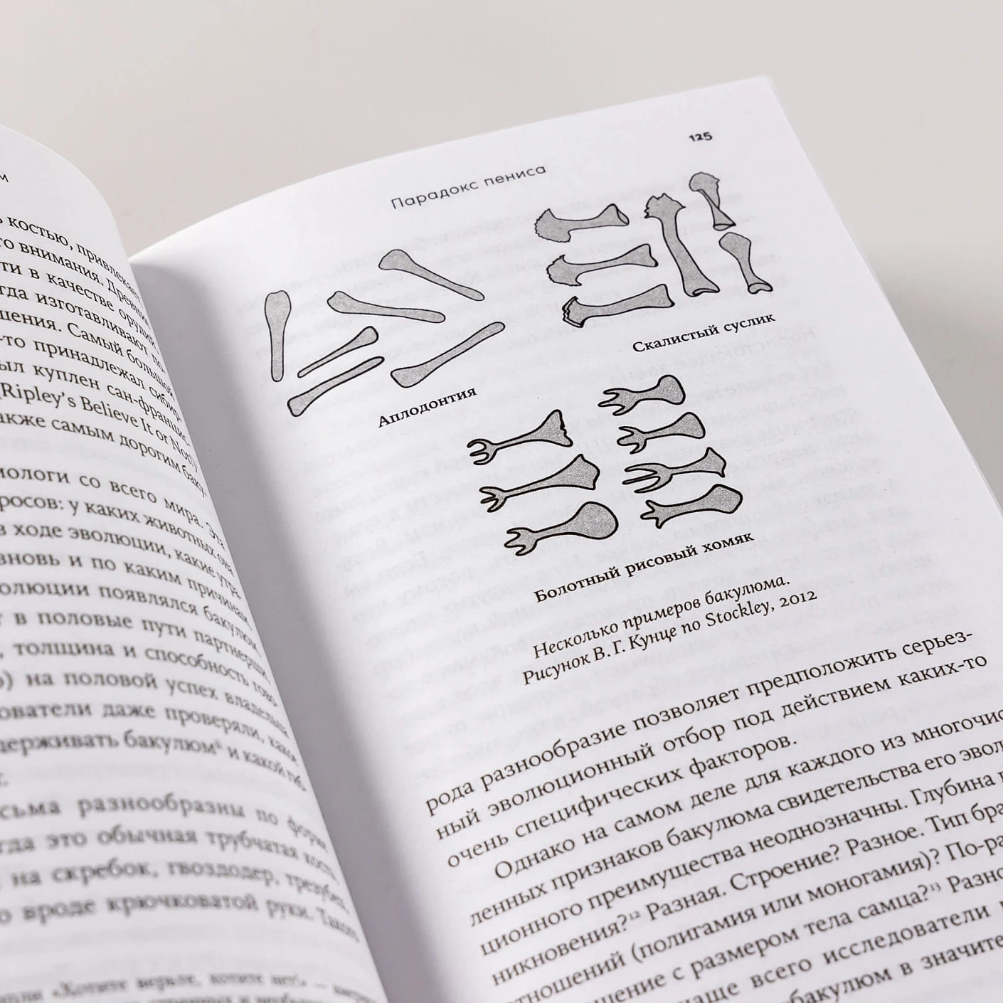 Парадокс пениса: Уроки жизни из мира животных