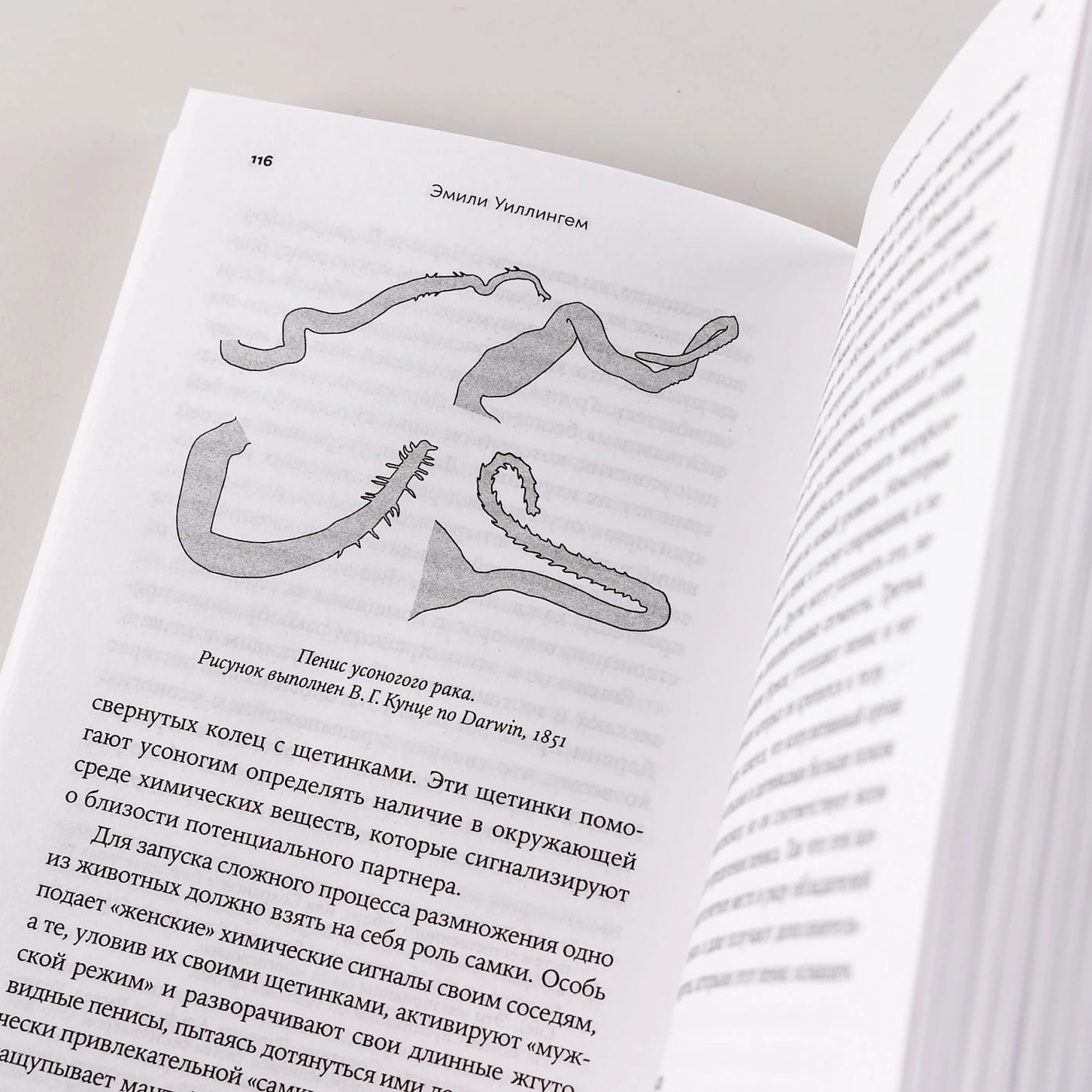 Парадокс пениса: Уроки жизни из мира животных