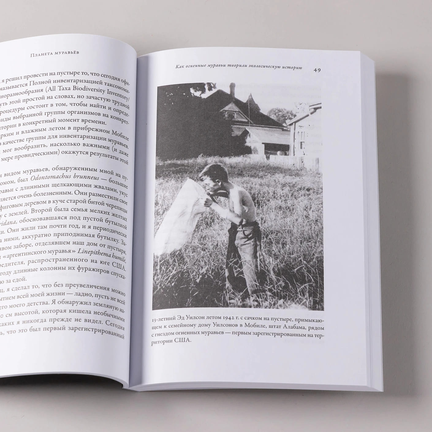 Планета муравьёв