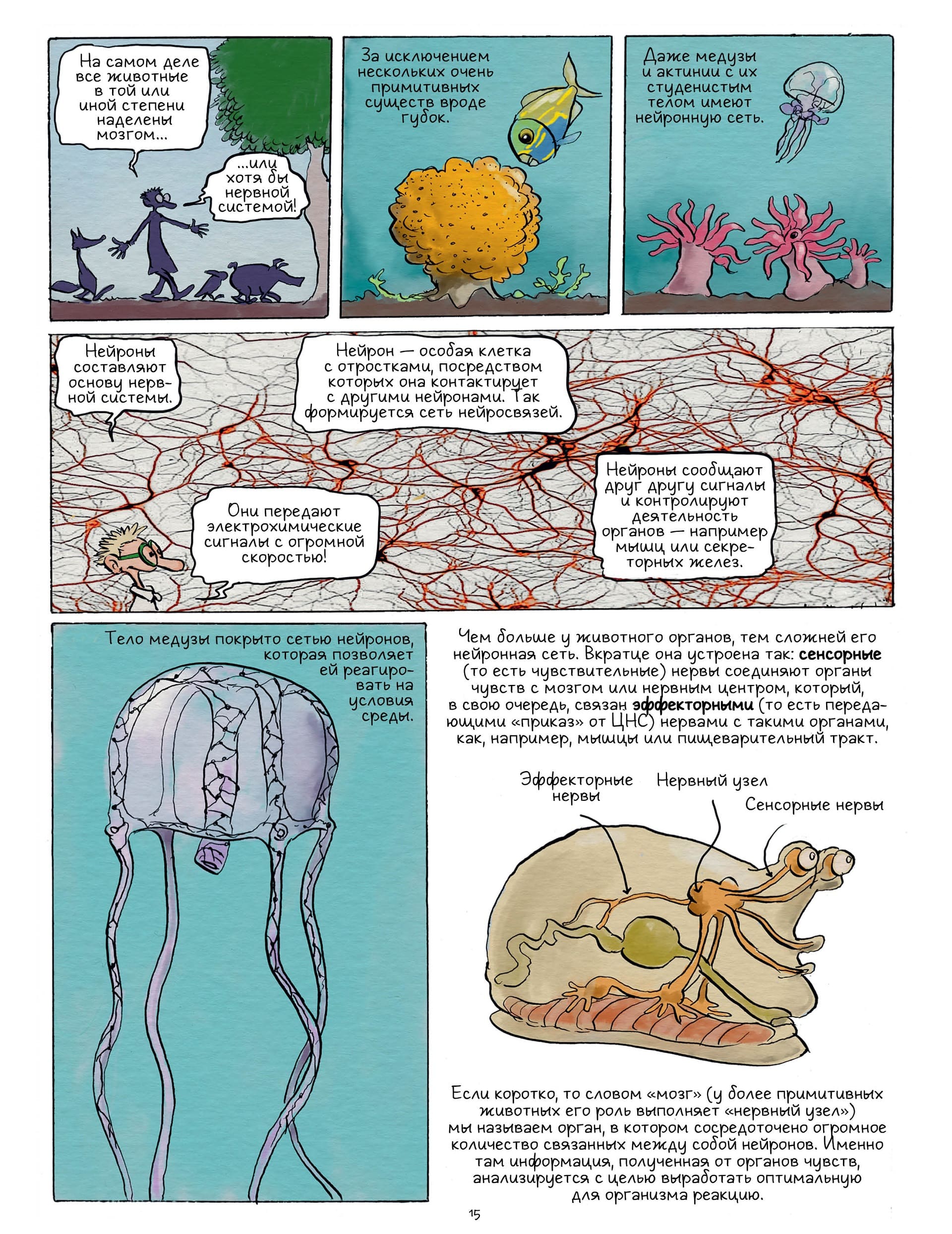 Самое умное животное на Земле