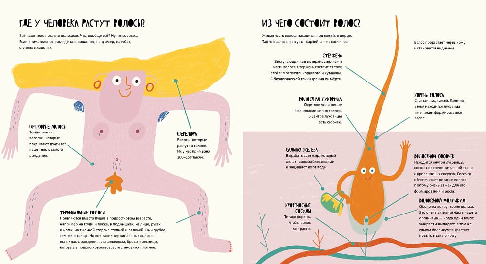 Тайная жизнь волос