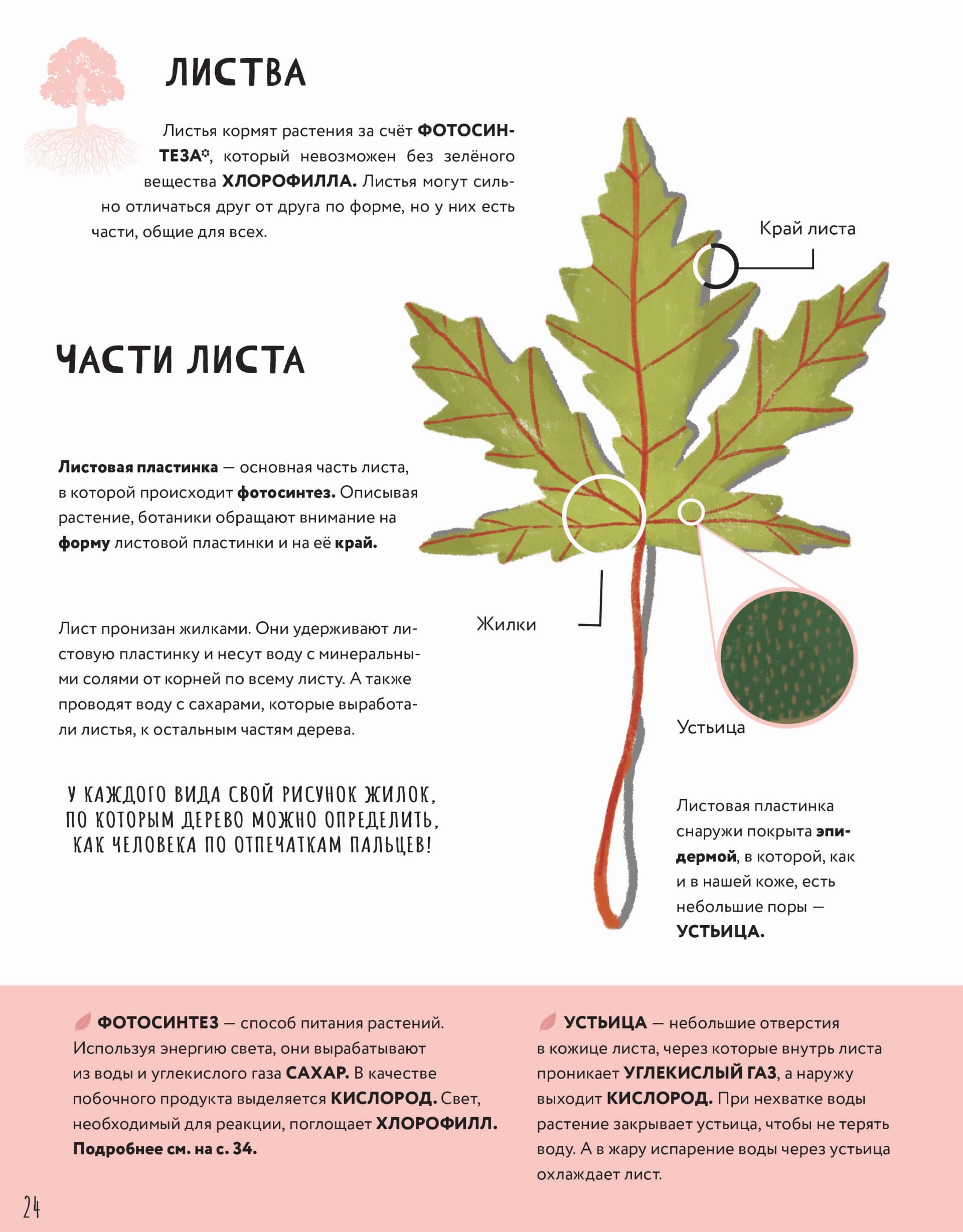 Тайны деревьев