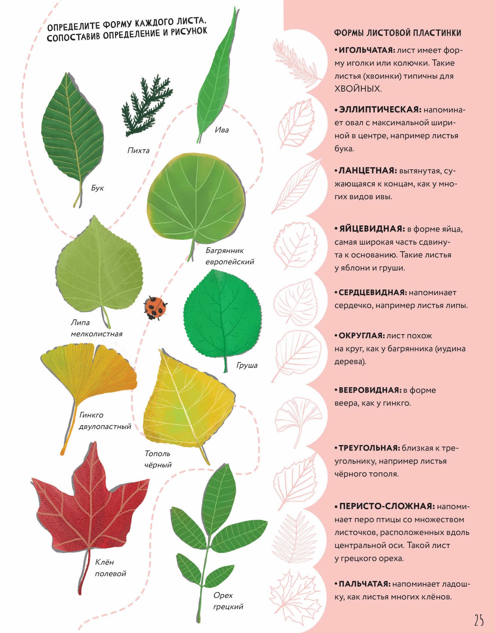 Тайны деревьев