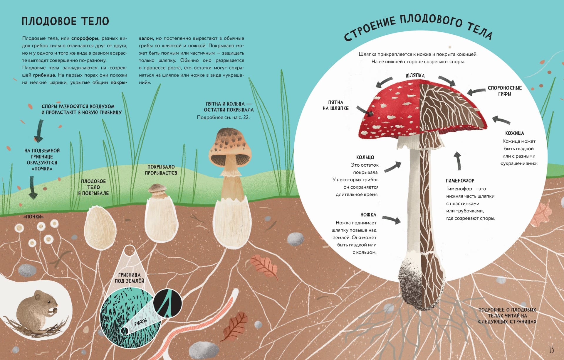 Тайны грибов