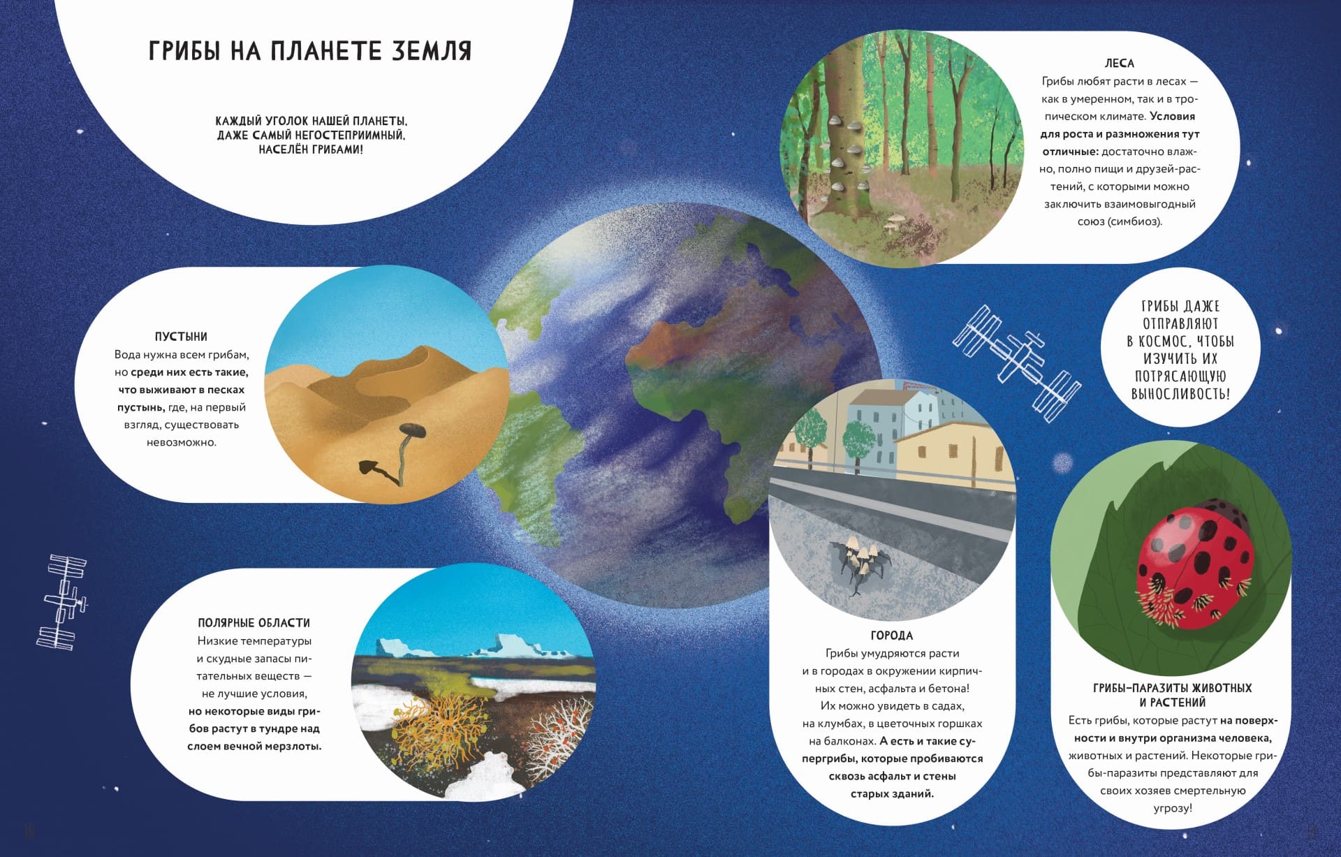 Тайны грибов