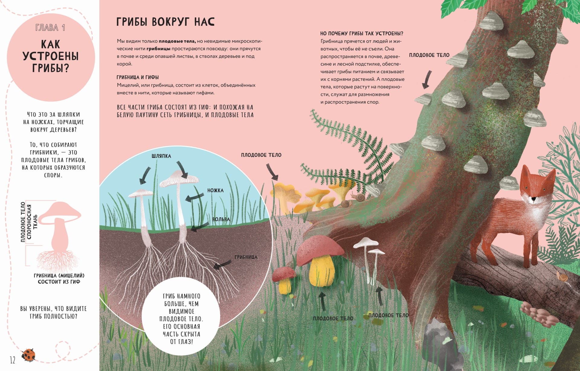 Тайны грибов