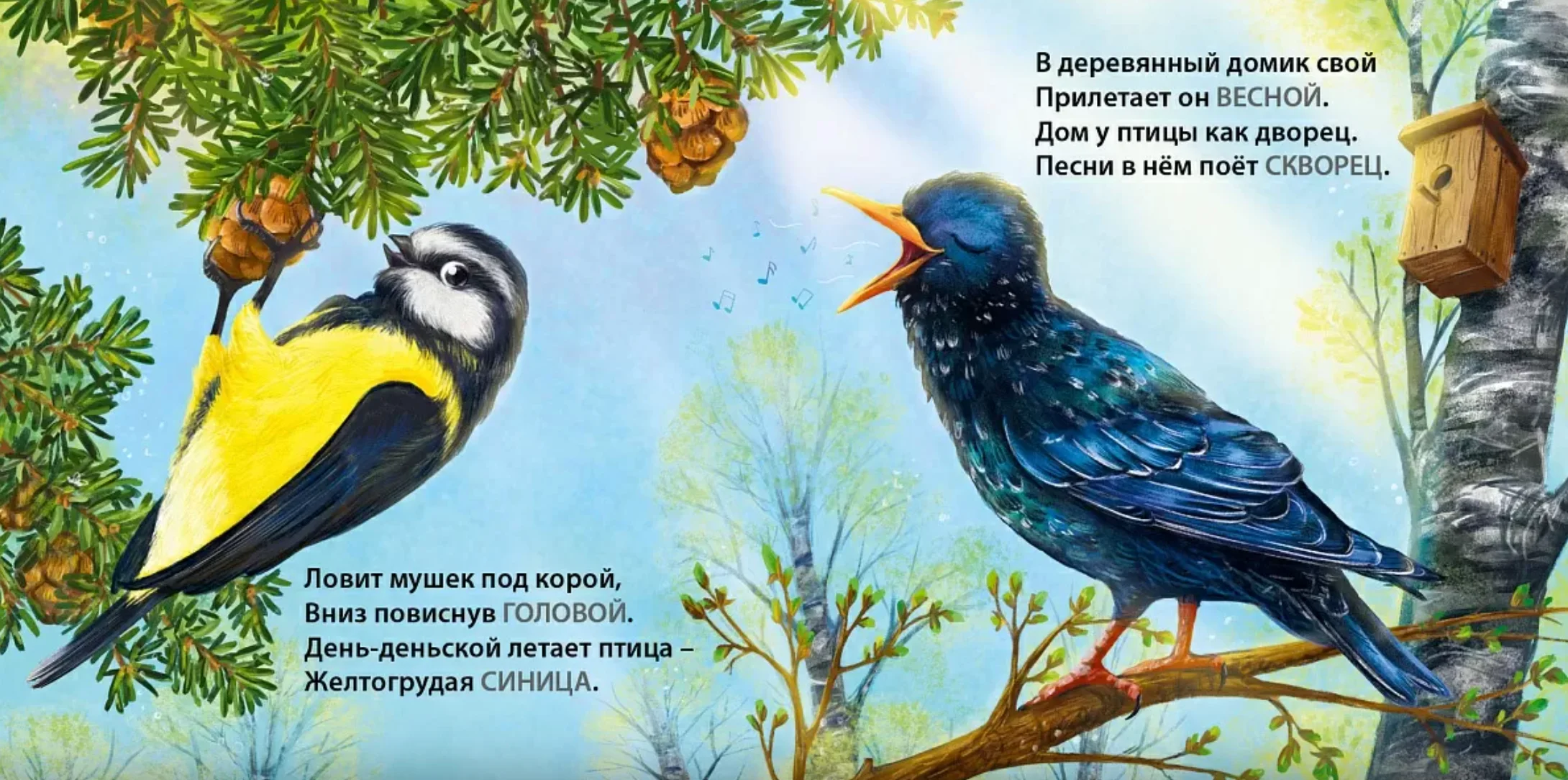 Книжки-картонки. Загадки-рифмы. Такие разные птицы
