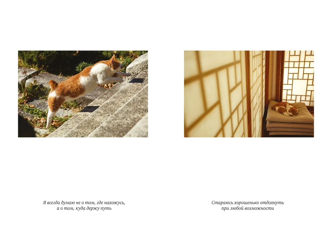 Однажды ко мне пришёл кот